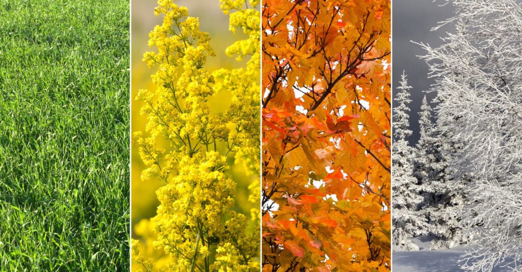 Image of all four seasons