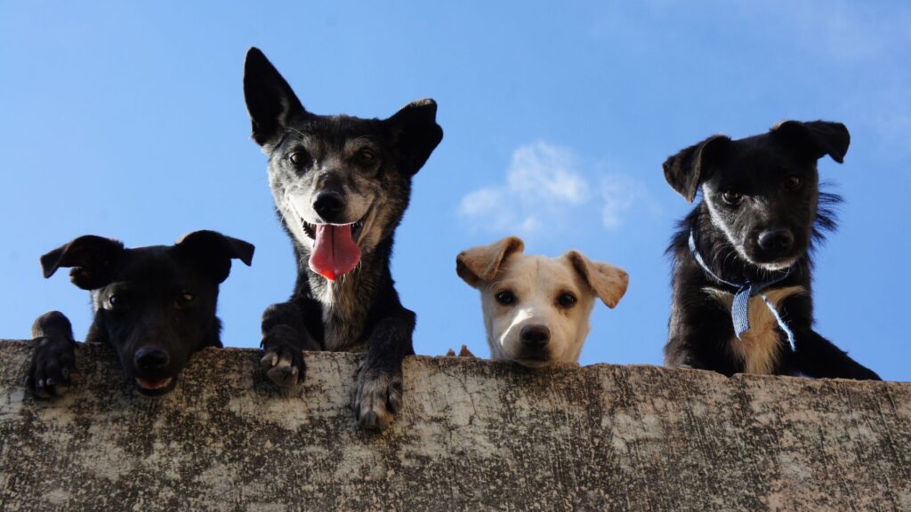 4 dogs looking at the camera