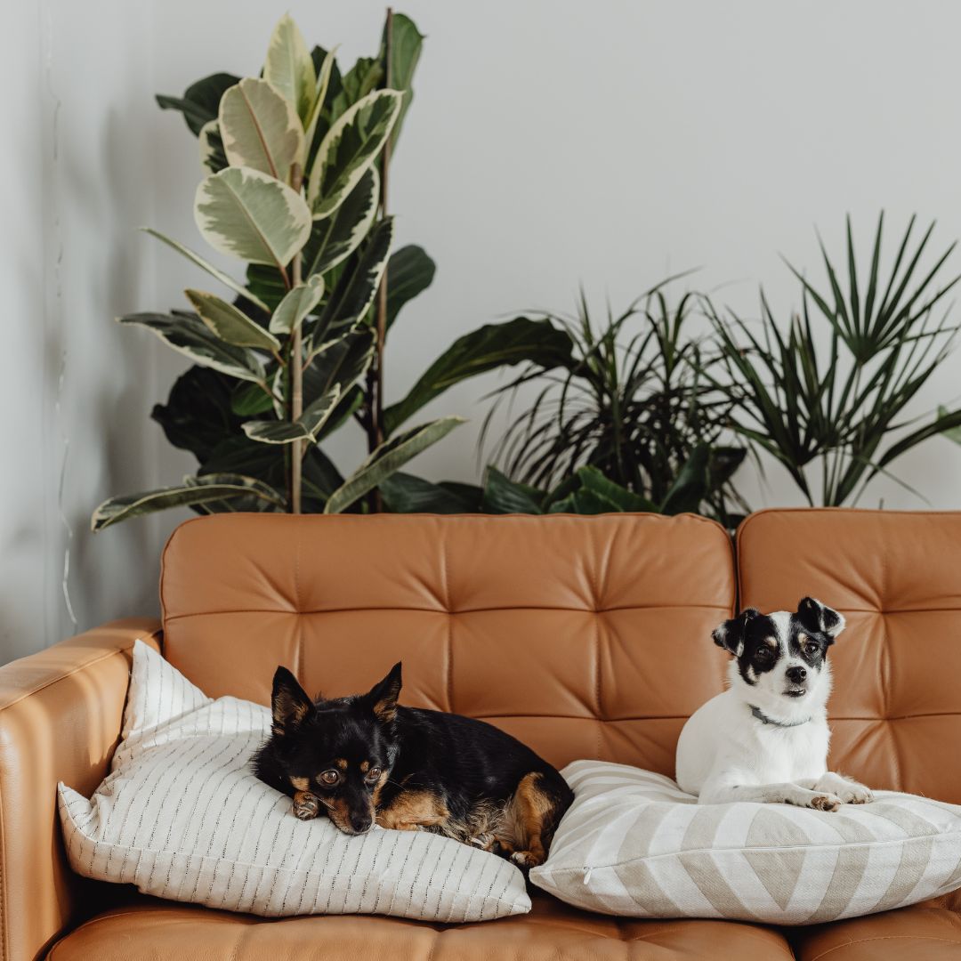 dogs laying on a couch